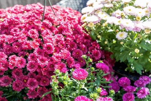 Background with beautiful autumn flowers asters. High quality photo