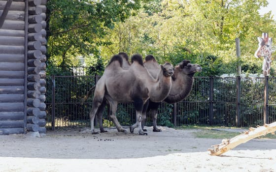 Two humped camels stands near its pen. High quality photo