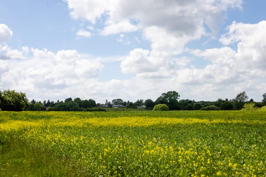 Rapeseed fields panorama. Blooming yellow canola flower meadows and blue sky with clouds. High quality photo