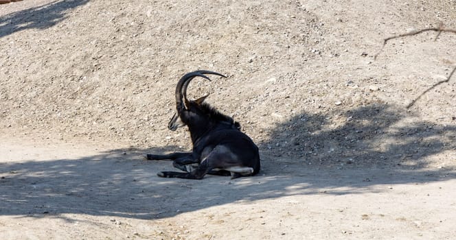 Mountain goat with horns lies in the shade of a mountain. High quality photo