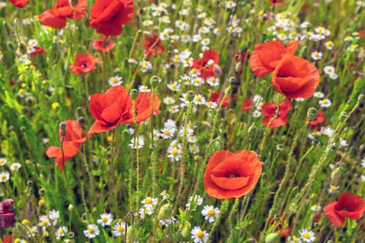 Beautiful green field with red poppy flowers. High quality photo