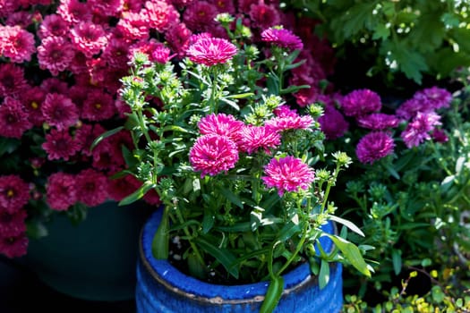 Background with beautiful autumn flowers asters. High quality photo