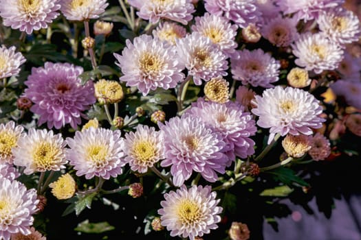 Background with beautiful autumn flowers asters. High quality photo
