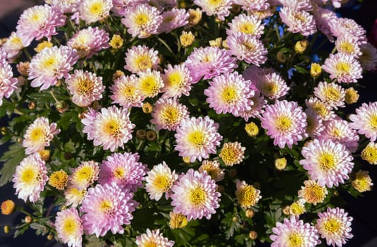 Background with beautiful autumn flowers asters. High quality photo
