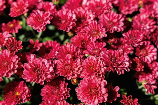 Background with beautiful autumn flowers asters. High quality photo