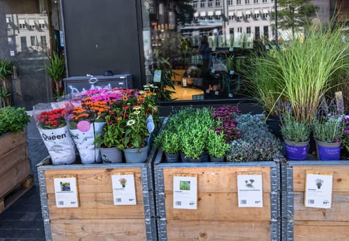 Various flowers and plants in pots outside the shop. Copenhagen, Denmark - August 3, 2023.