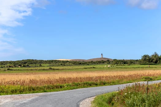 Country road in the middle of a field. Rural landscape. High quality photo