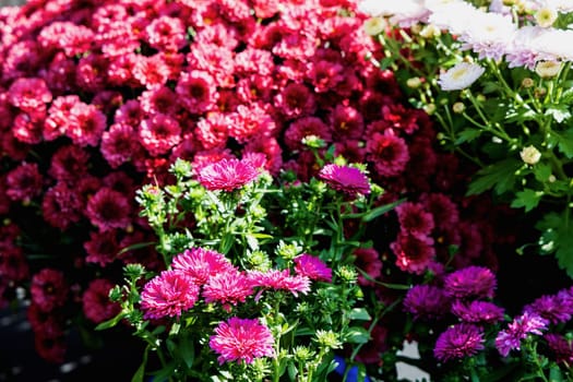 Background with beautiful autumn flowers asters. High quality photo