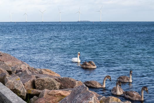 Flock of swans on the sea and Wind turbine farm power genarator in beautiful nature landscape. High quality photo