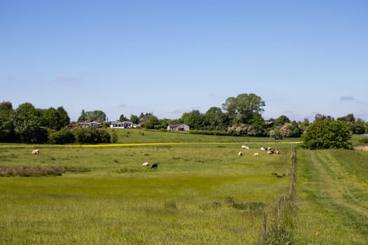 Rural landscape green field with sheep on a summer day. High quality photo