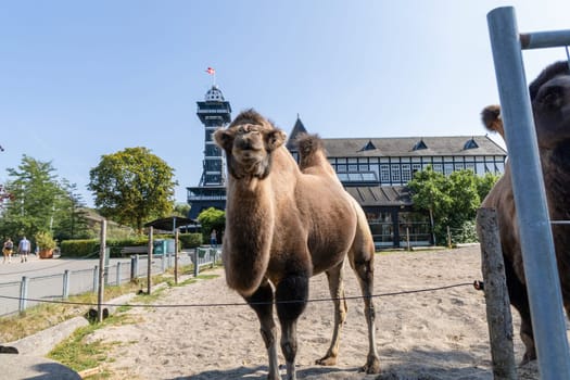 One two humped camel stands and looks forward. High quality photo