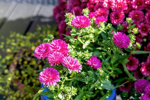 Background with beautiful autumn flowers asters. High quality photo