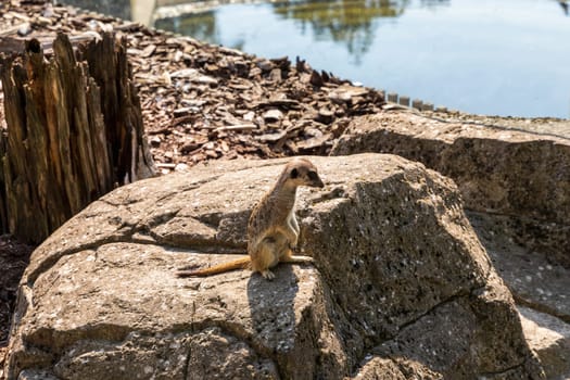 Beautiful meerkat or suricate sits on its hind legs and looks into the distance.