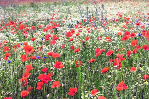 Beautiful green field with red poppy flowers. High quality photo