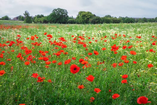 Beautiful green field with red poppy flowers. High quality photo