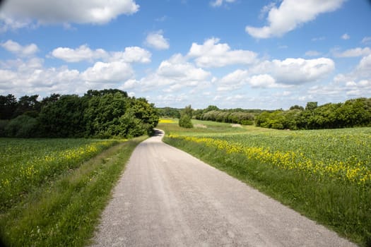Rapeseed fields panorama. Blooming yellow canola flower meadows and blue sky with clouds. High quality photo
