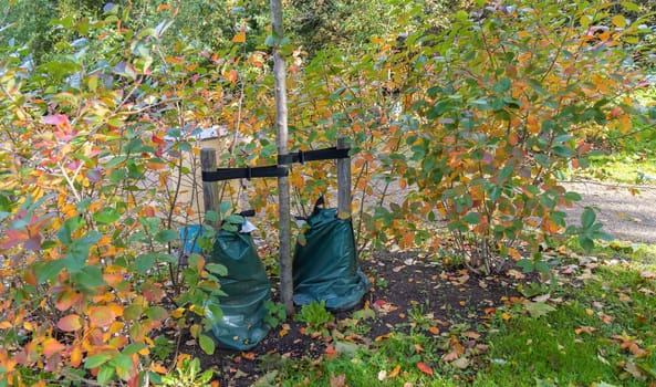 Water bags for watering trees. Irrugation of young trees. High quality photo