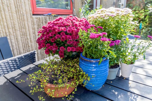 Background with beautiful autumn flowers asters. High quality photo