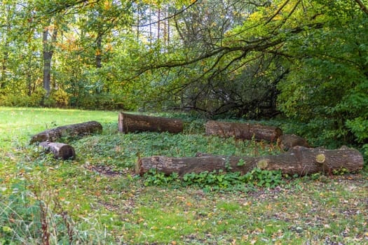 Felled trees in the forest or park. High quality photo