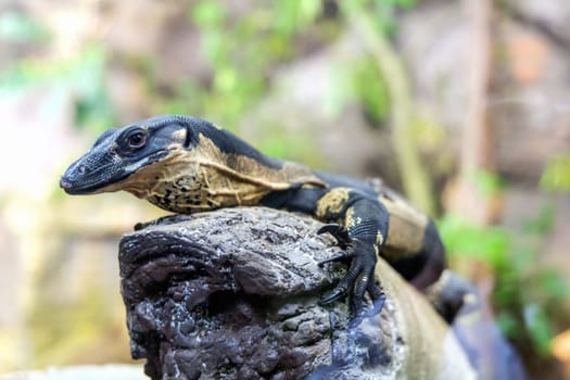 Portrait of a monitor lizard sitting on a tree in nature. High quality photo