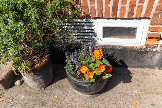 Flowers in a flower pot outside. High quality photo