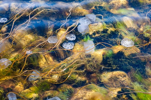 Underwater world in the sea with seabed stones algae and jellyfish. High quality photo
