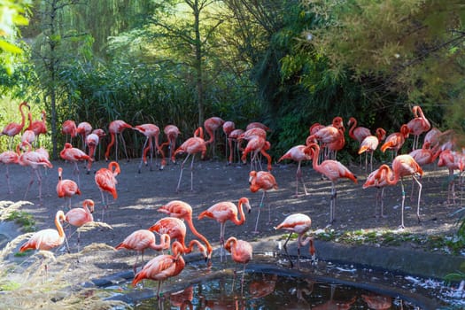 A flock of pink flamingo birds in the park. High quality photo
