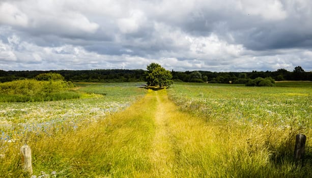 Beautiful landscape green field with flowers and sky with clouds. Sky before the rain. High quality photo