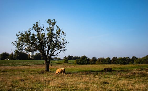 Beautiful summer landscape of farmlands. Lonely tree and cows eat grass by countryside. High quality photo