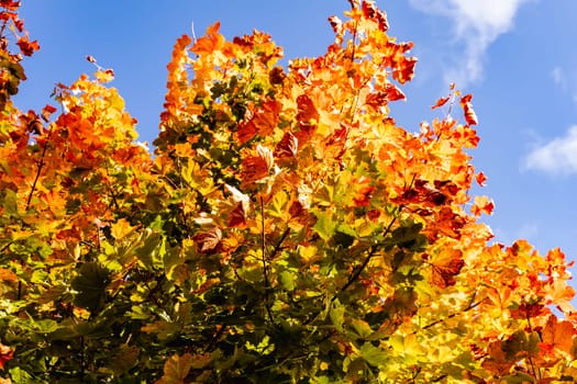 Beautiful autumn landscape with yellow leaves of trees and blue sky on a sunny day. High quality photo