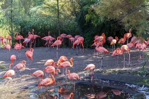 A flock of pink flamingo birds in the park. High quality photo
