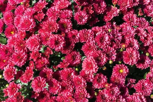 Background with beautiful autumn flowers asters. High quality photo