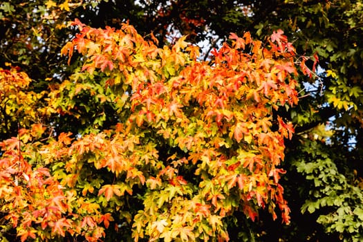 Beautiful autumn landscape with yellow leaves of trees and blue sky on a sunny day. High quality photo