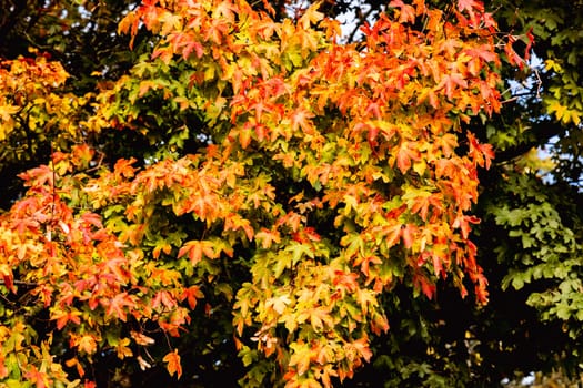 Beautiful autumn landscape with yellow leaves of trees and blue sky on a sunny day. High quality photo