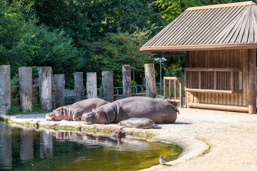 Two large hippos are resting by the pond on a sunny day