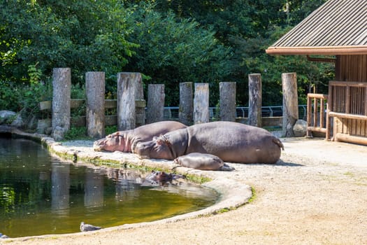 Two large hippos are resting by the pond on a sunny day