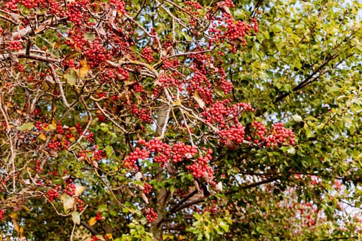 Red rowan berries on autumn tree. High quality photo