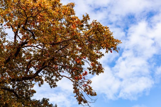 Beautiful autumn landscape with yellow leaves of trees and blue sky on a sunny day. High quality photo
