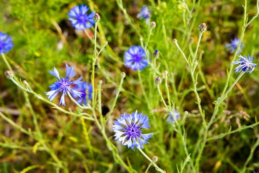 Blue wild flowers cornflowers growing on the field in summer and a bumblebee eats nectar from a flower.