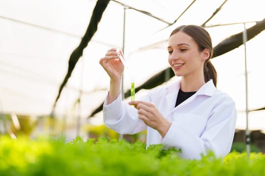 Woman Farmer harvesting vegetable and audit quality from hydroponics farm. Organic fresh vegetable, Farmer working with hydroponic vegetables garden harvesting, small business concepts