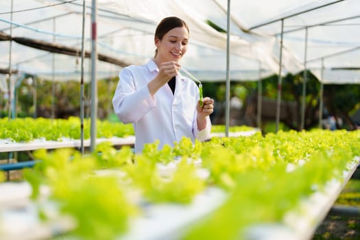 Woman Farmer harvesting vegetable and audit quality from hydroponics farm. Organic fresh vegetable, Farmer working with hydroponic vegetables garden harvesting, small business concepts