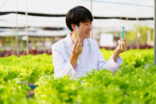 man Farmer harvesting vegetable and audit quality from hydroponics farm. Organic fresh vegetable, Farmer working with hydroponic vegetables garden harvesting, small business concepts