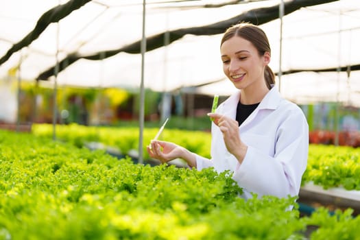 Woman Farmer harvesting vegetable and audit quality from hydroponics farm. Organic fresh vegetable, Farmer working with hydroponic vegetables garden harvesting, small business concepts