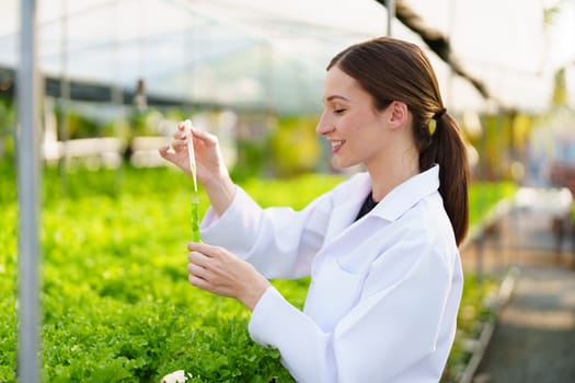 Woman Farmer harvesting vegetable and audit quality from hydroponics farm. Organic fresh vegetable, Farmer working with hydroponic vegetables garden harvesting, small business concepts