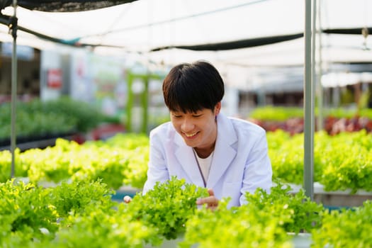 man Farmer harvesting vegetable and audit quality from hydroponics farm. Organic fresh vegetable, Farmer working with hydroponic vegetables garden harvesting, small business concepts