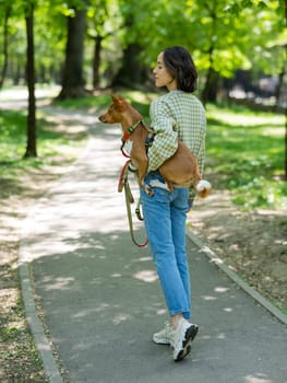 A young beautiful woman holds a dog in her arms for a walk. non-barking african basenji dog