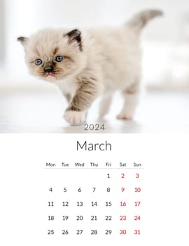 March 2024 Photo calendar with cute cats. Annual daily planner template with feline kitty animals. The week starts on Monday
