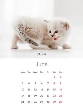 June 2024 Photo calendar with cute cats. Annual daily planner template with feline kitty animals. The week starts on Monday