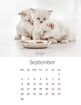 September 2024 Photo calendar with cute cats. Annual daily planner template with feline kitty animals. The week starts on Monday