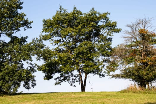 Beautiful summer landscape. Lonely tree by countryside. High quality photo